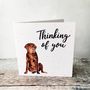 Thinking Of You Labrador Card, thumbnail 2 of 4