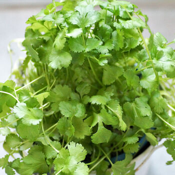 Gardening Gift. Grow Your Own Herbs. Coriander Seeds, 3 of 4