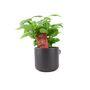 Coffee Arabica – Indoor Coffee Plant For Home And Office 12cm Pot, thumbnail 1 of 4