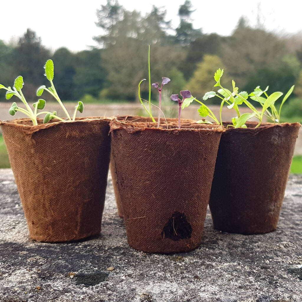 Grow Your Own Loveage Valentine's Plant Seed Kit By So. Seed Kits