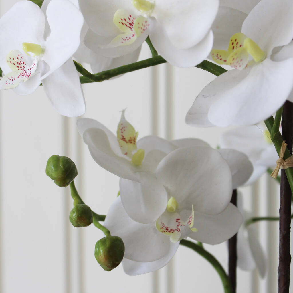 Luxury Artificial Orchid In Moss Covered Pot By Lime Tree London