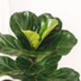 'Ficus Lyrata' Two Stem Fiddle Leaf Fig Houseplant, thumbnail 2 of 5