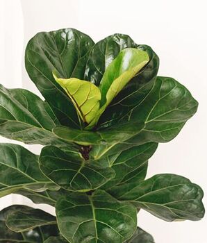 'Ficus Lyrata' Two Stem Fiddle Leaf Fig Houseplant, 2 of 5