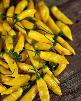 Chilli Plants, 'Hot Lemon', 6 of 7