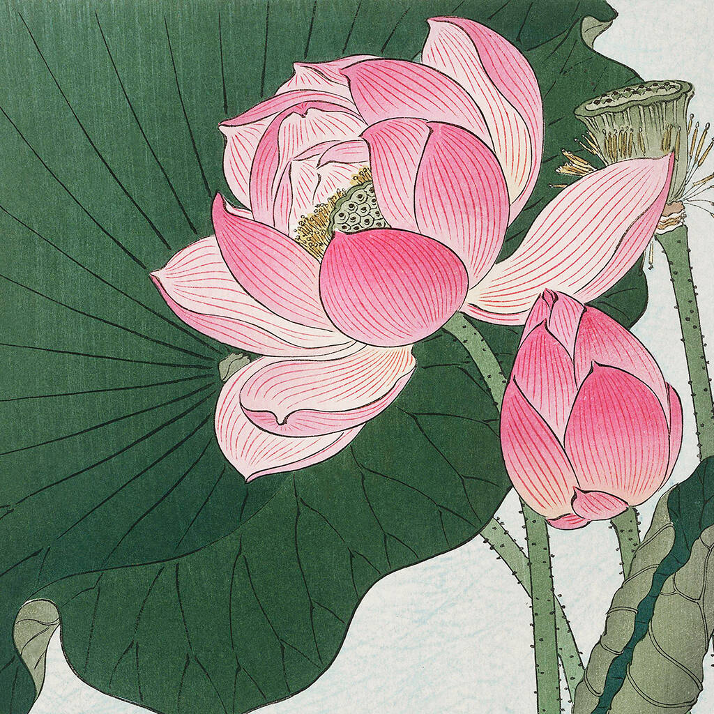 Blossoming Lotus Flowers Japanese Art Print By Ocularium
