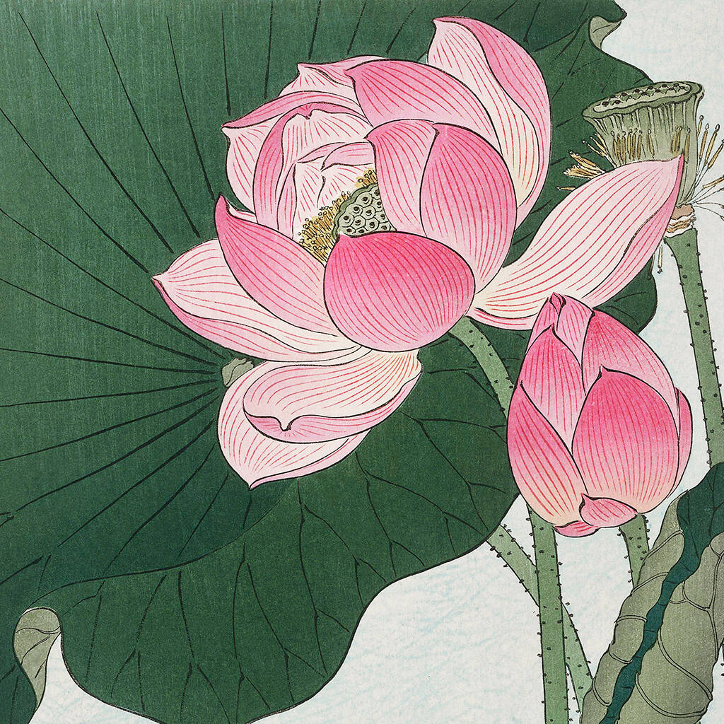 Blossoming Lotus Flowers Japanese Art Print By Ocularium ...