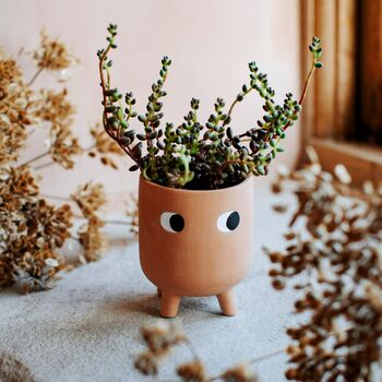 Mini Leggy Terracotta Planter With A Plant, 2 of 3