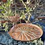 Copper Lily Pad Hanging Bird Bath, thumbnail 2 of 7