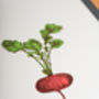Red Radish Vegetable Wall Art, thumbnail 4 of 4