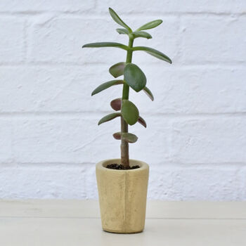 Sustainable Concrete Mini Vessel Planter Cylindrical, 6 of 12