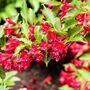 Weigela Plant 'Moulin Rouge', thumbnail 4 of 4