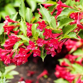 Weigela Plant 'Moulin Rouge', 4 of 4
