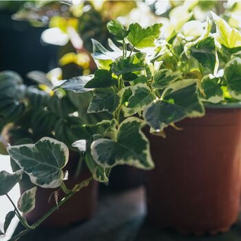 Houseplant Variegated English Ivy One Plant One L Pot, 4 of 6