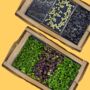 Grow Microgreens Straight Out The Box, thumbnail 4 of 8