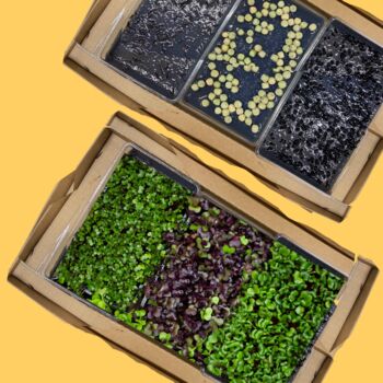 Grow Microgreens Straight Out The Box, 4 of 8