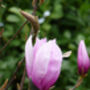 Magnolia Susan, Personalised Plant Gift, thumbnail 1 of 2