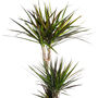 Houseplant Branched Dracaena Marginata 7 L Pot, thumbnail 1 of 2