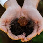 Make Your Own Butterfly Friendly Seed Bombs, thumbnail 8 of 9