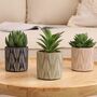 Set Of Three Artificial Succulent Plants In Pot, thumbnail 3 of 8