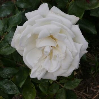 Hybrid Tea Rose Plant 'Silver Anniversary', 3 of 6