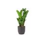 Zamioculcas Zanzibar Gem In 12cm Pot, thumbnail 4 of 7