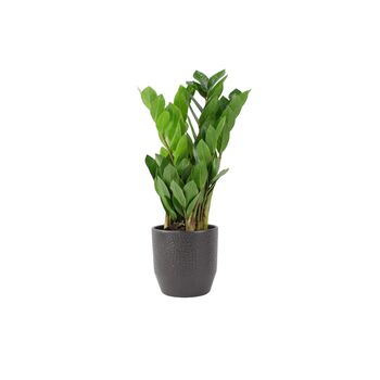 Zamioculcas Zanzibar Gem In 12cm Pot, 4 of 7