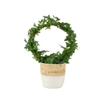 Hedera Ivy Hoop Air Purifying Houseplant In 12cm Pot, 4 of 7