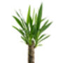 Yucca Elegant Single Stem Houseplant, thumbnail 2 of 5