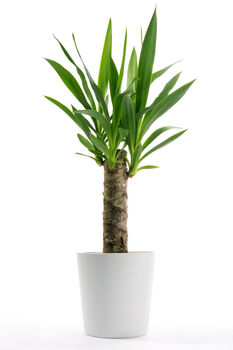 Yucca Elegant Single Stem Houseplant, 2 of 5