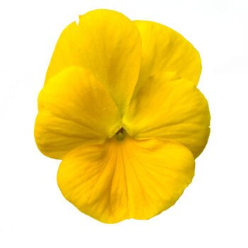 Flowers Pansy 'Yellow' Six X Plant Pack, 5 of 5