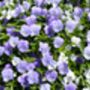 Pansy 'Lavender Surprise' 20 X Full Plant Pack, thumbnail 3 of 6