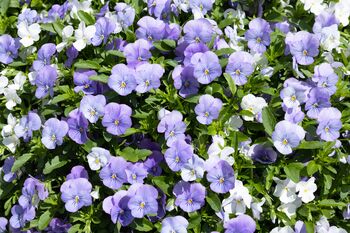 Pansy 'Lavender Surprise' 20 X Full Plant Pack, 3 of 6