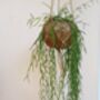 Hoya Linearis Kokedama Hanging Planter, thumbnail 3 of 5