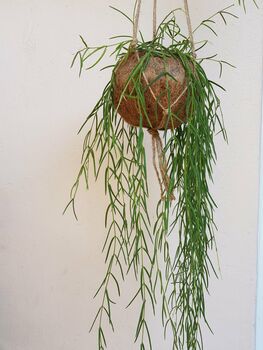 Hoya Linearis Kokedama Hanging Planter, 3 of 5
