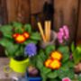 Primula 'Wanda Mix' Six X Full Plant Pack, thumbnail 5 of 5