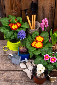 Primula 'Wanda Mix' Six X Full Plant Pack, 5 of 5