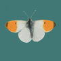 Orange Tip Butterfly Illustarted Blank Card, thumbnail 2 of 3