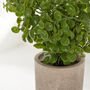 Faux Basil Plant In Stone Effect Pot, thumbnail 3 of 5