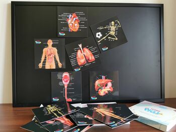 Complete Human Anatomy Set Our Bodies Inside And Out, 7 of 12
