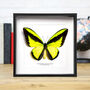 Goliath Birdwing Male Butterfly Moth Insect Bug Entomology Taxidermy Box Frame, thumbnail 1 of 4