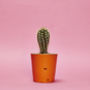 Concrete Pot Small With Cactus/ Succulent In Orange, thumbnail 1 of 5