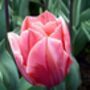Princess Tulip Bulbs – Pink Spring Flowers, thumbnail 4 of 4