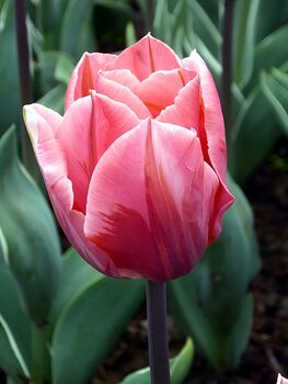 Princess Tulip Bulbs – Pink Spring Flowers, 4 of 4