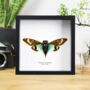 Blue Cicada Insect Bug Moth Butterfly Entomology Taxidermy Box Frame, thumbnail 1 of 3