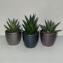 Metallic Trio Of Succulents With Ceramic Planters, thumbnail 1 of 3