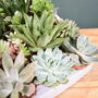 Succulent Mix Five.5cm Pots Surprise Plants, thumbnail 6 of 8