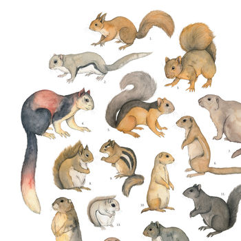 Squirrels Watercolour Print Unframed, 5 of 6