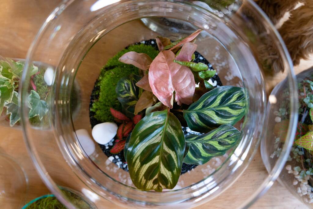 DIY Corked Terrarium Kit (Large) – Plant Store