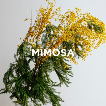 Reed Diffuser Orange Blossom + Mimosa, 6 of 7