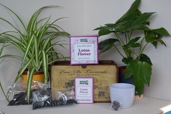 Lotus Flower Grow Kit, 2 of 4